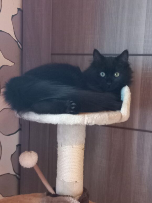 ABYSSE est réservé