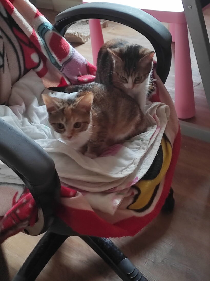 AÏKI et ALBI AÏKI et ALBI