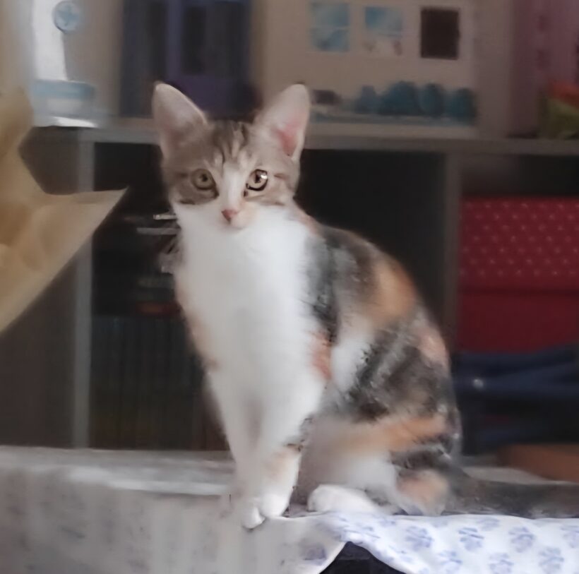 AÏKI et ALBI AÏKI et ALBI