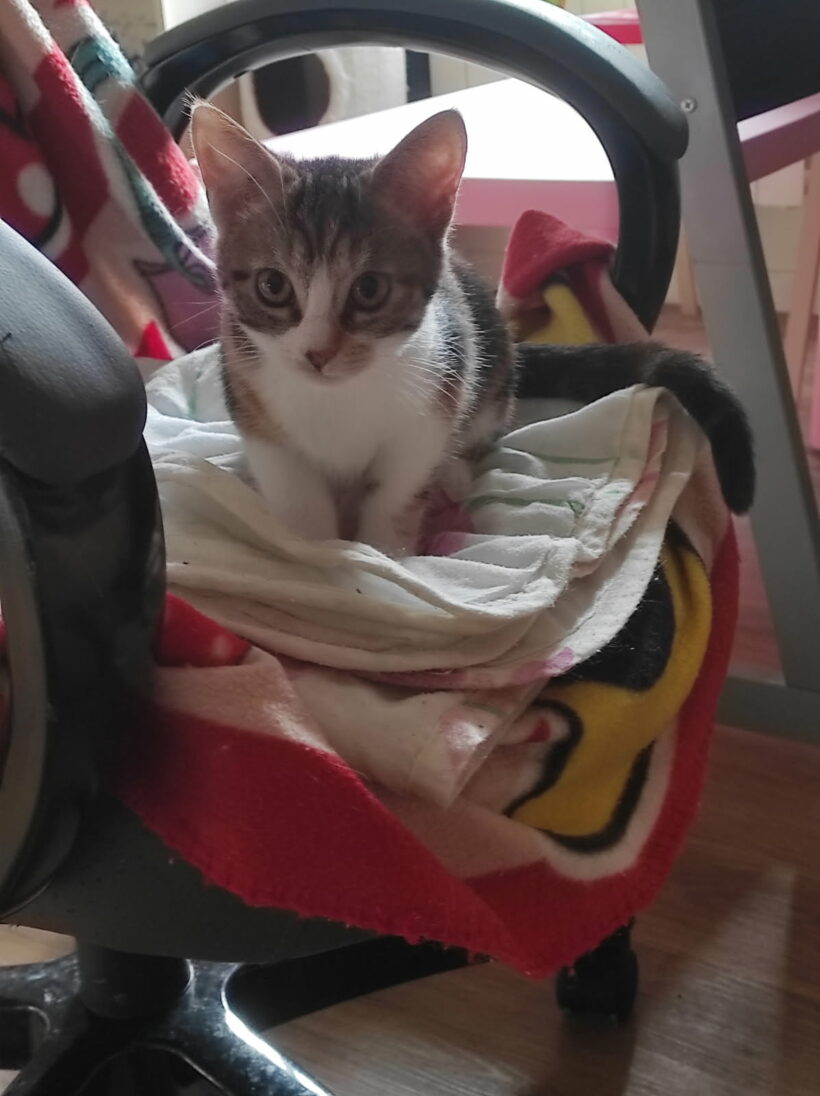 AÏKI et ALBI AÏKI et ALBI