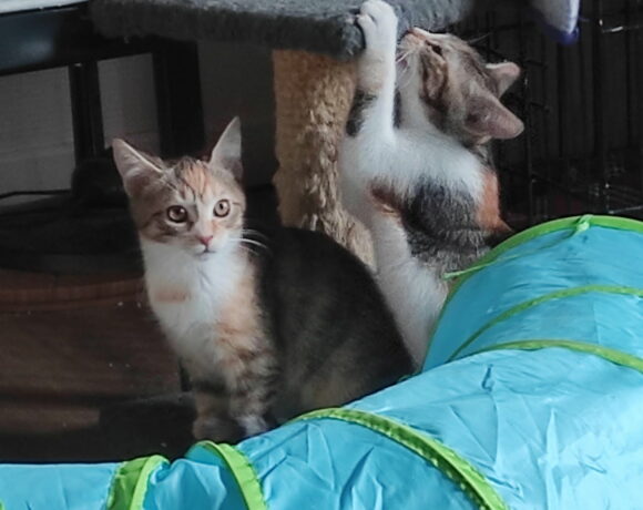 AÏKI et ALBI AÏKI et ALBI