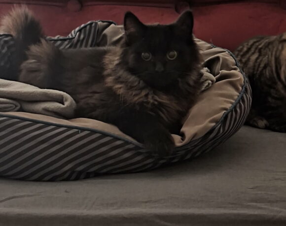 DICKENS est réservé