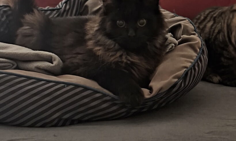 DICKENS est réservé