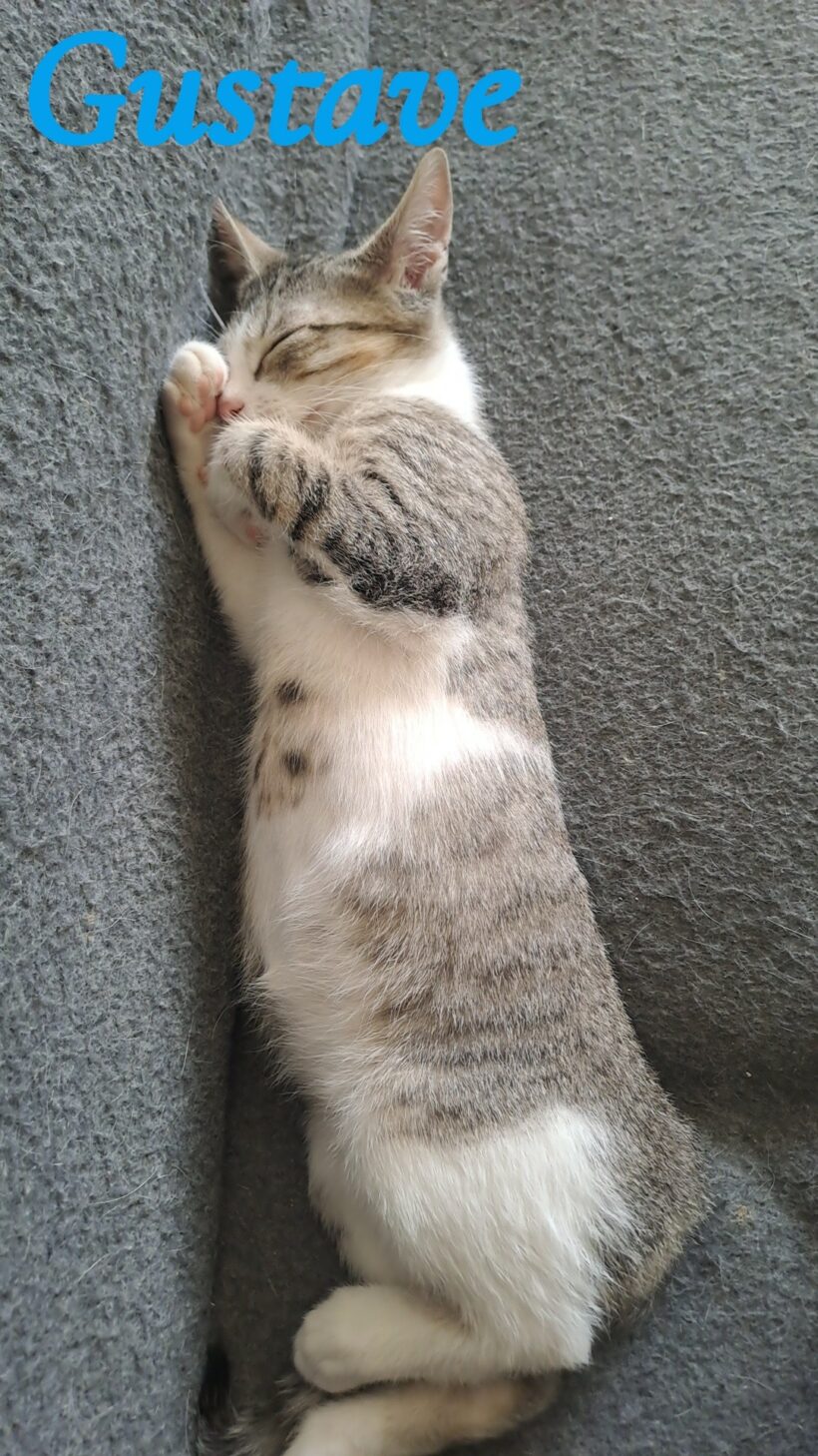 GUSTAVE GUSTAVE