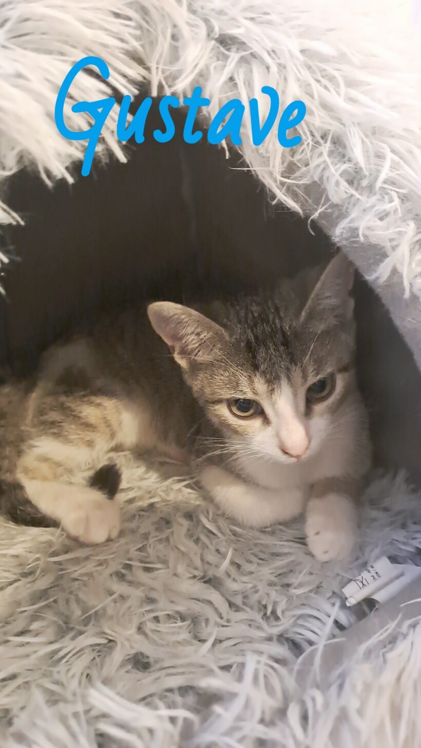 GUSTAVE GUSTAVE
