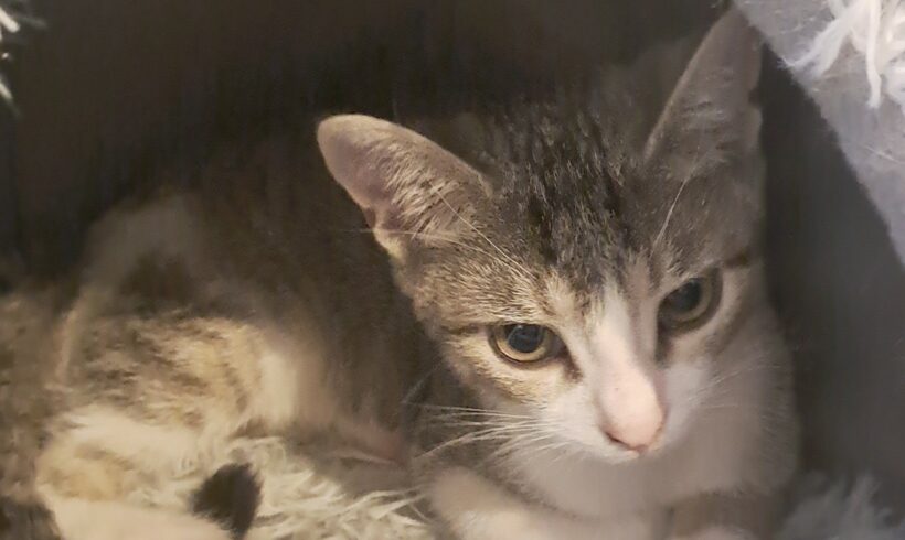 GUSTAVE est réservé