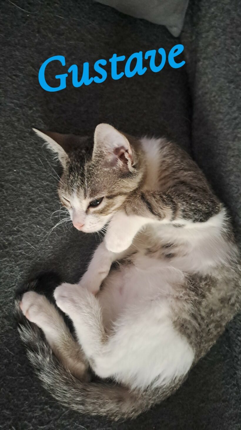 GUSTAVE GUSTAVE