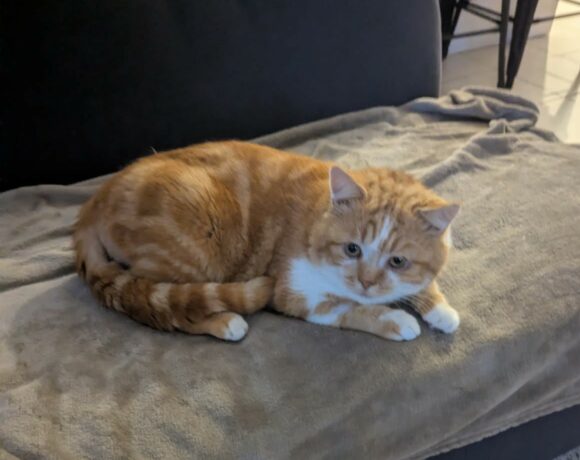 PIPPA est réservé PIPPA est réservé