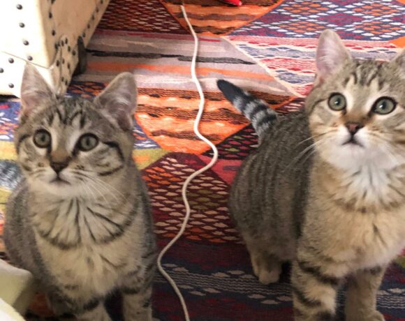 HIKO et MOKA sont réservés