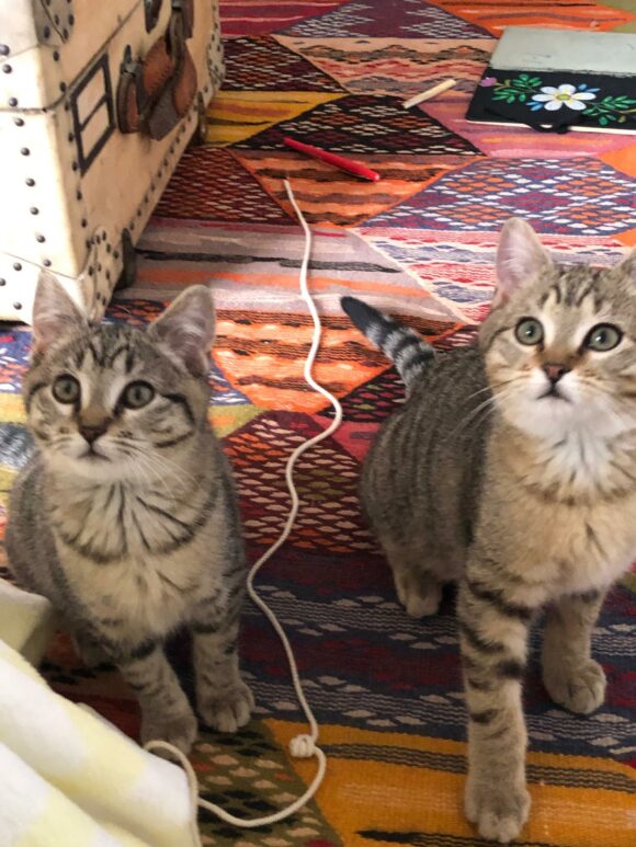 HIKO et MOKA sont réservés HIKO et MOKA sont réservés