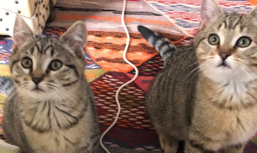 HIKO et MOKA sont réservés HIKO et MOKA sont réservés