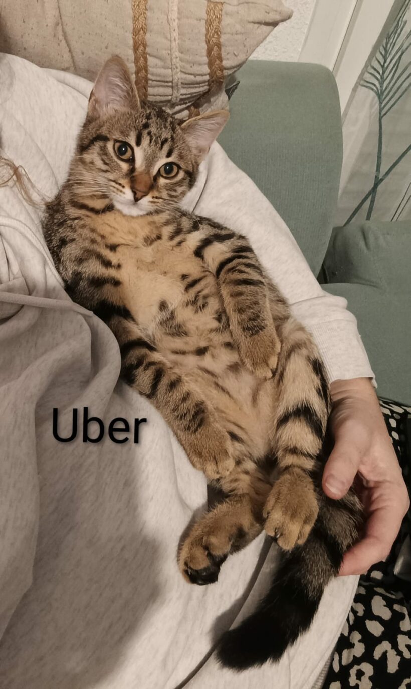 UBER