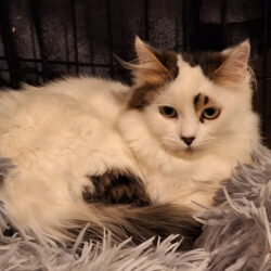 ARCHIE est réservé