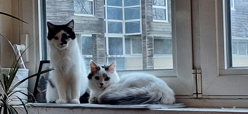 ARCHIE est réservé