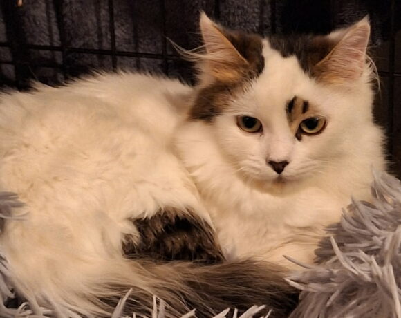 ARCHIE est réservé