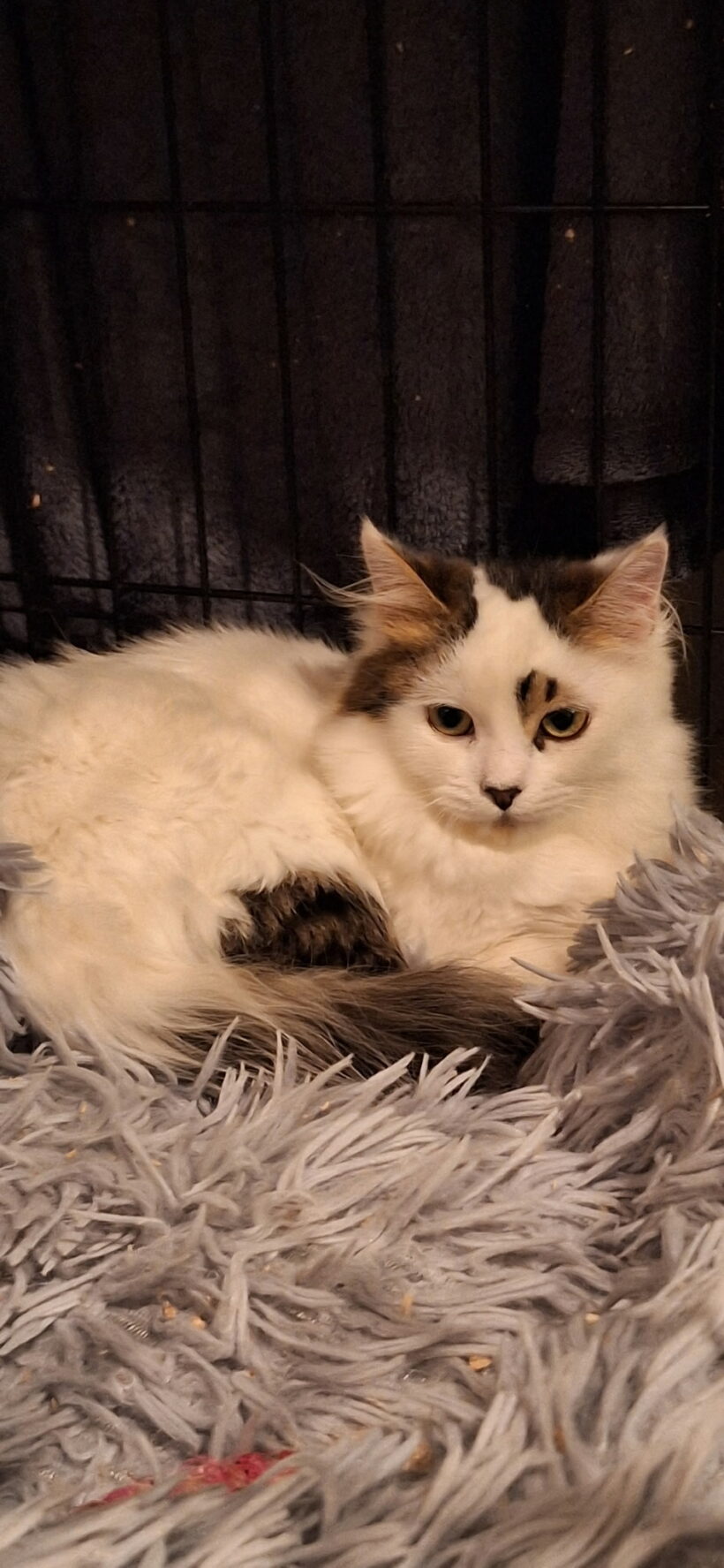 ARCHIE est réservé