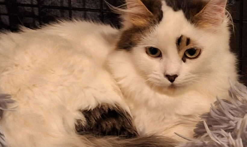 ARCHIE est réservé