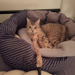 CANNELLE est réservée