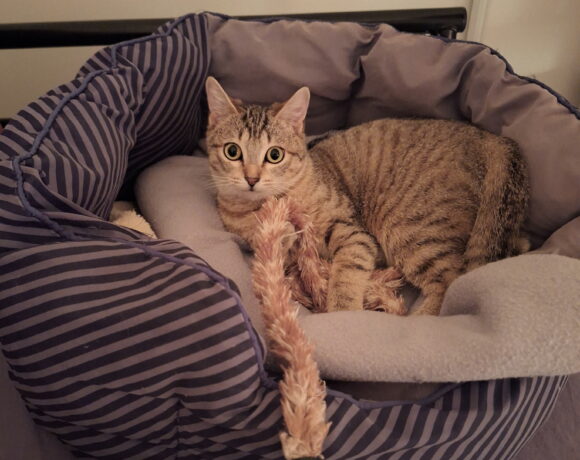 CANNELLE est réservée