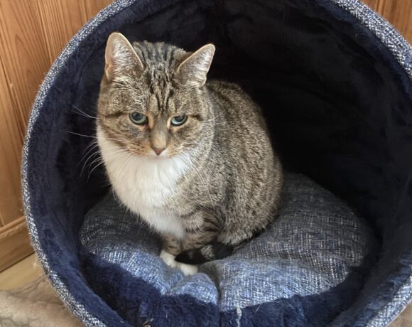 MIRABELLE est réservée