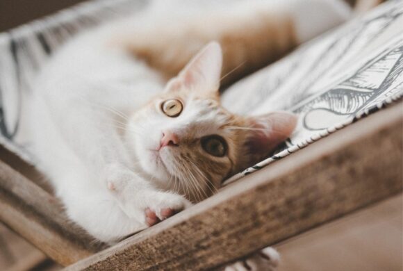 Des nouvelles d&rsquo;Alba