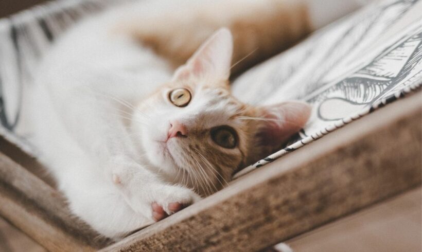 Des nouvelles d&rsquo;Alba