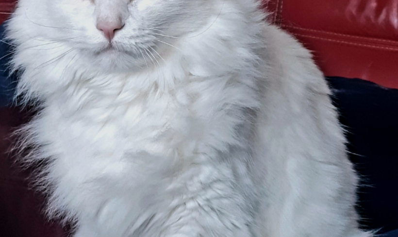 Des nouvelles d&rsquo;Elfe