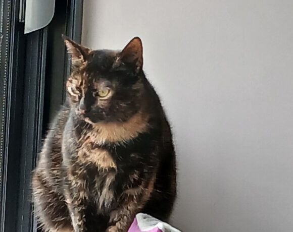 CHIPIE est réservée