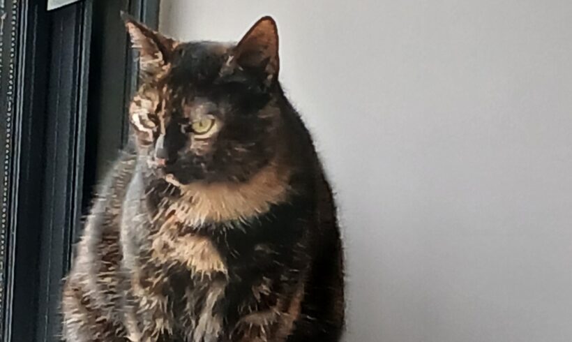 CHIPIE est réservée