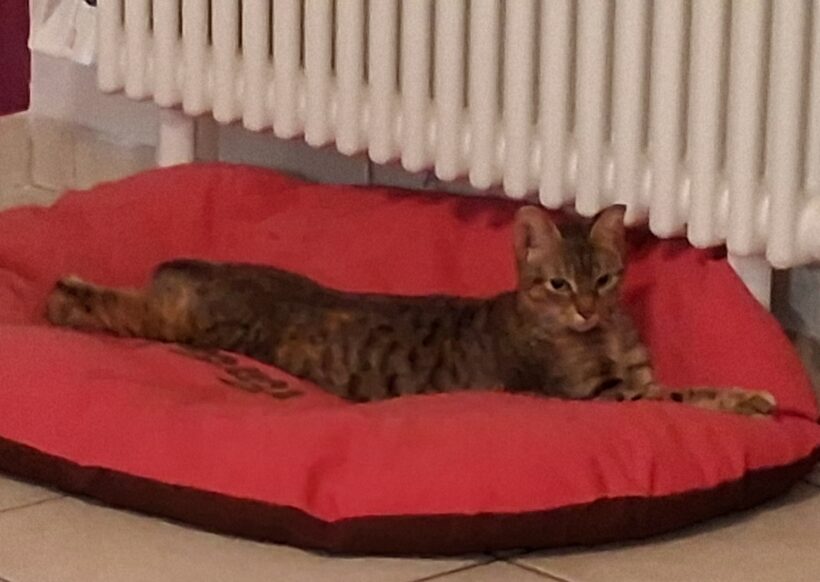 CREVETTE et TITI CREVETTE et TITI