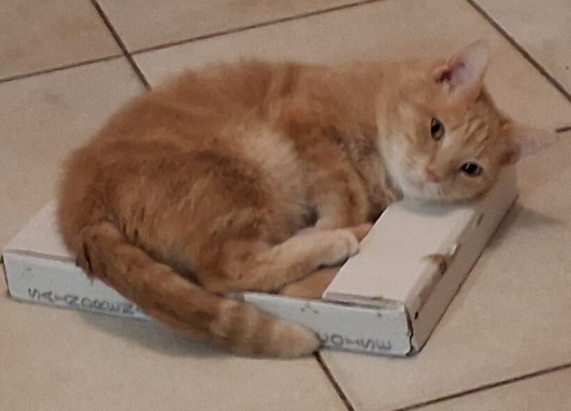 CREVETTE et TITI CREVETTE et TITI