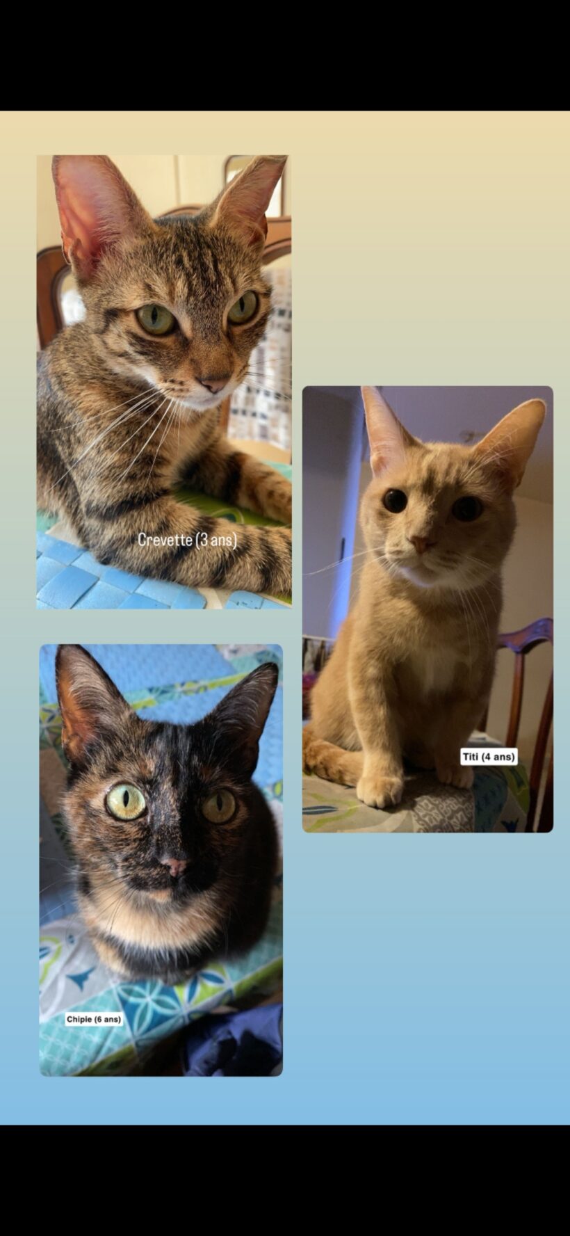 CREVETTE et TITI CREVETTE et TITI