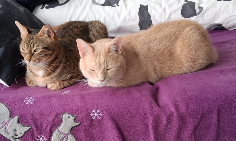 CREVETTE et TITI CREVETTE et TITI