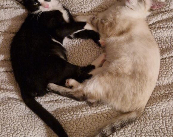 AÏKO et NOVA AÏKO et NOVA