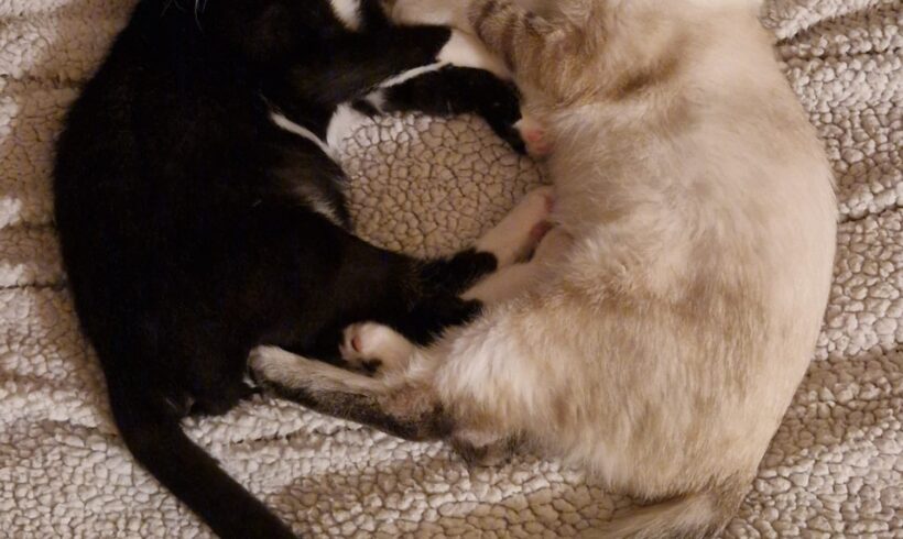 AÏKO et NOVA sont réservés AÏKO et NOVA sont réservés