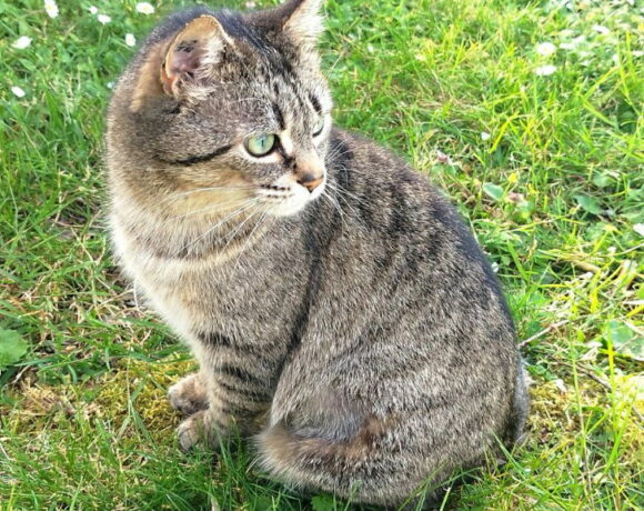 CHOUPIE