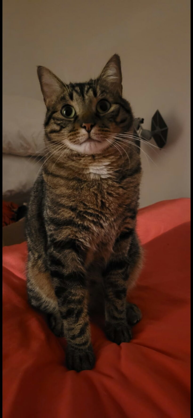 UKHIA dit Tire-Bouchon