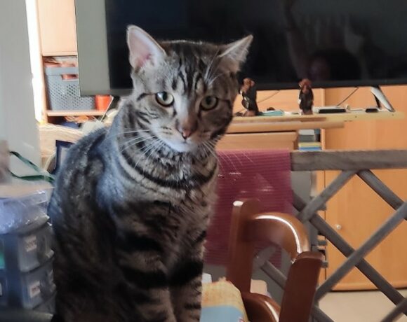 NEKO est réservé