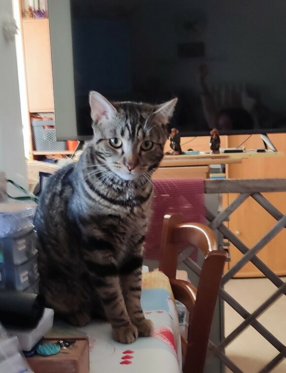 NEKO est réservé
