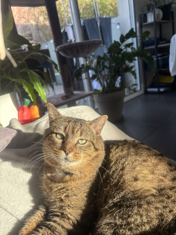 PEPPER est réservé