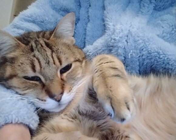 POMPONNETTE POMPONNETTE