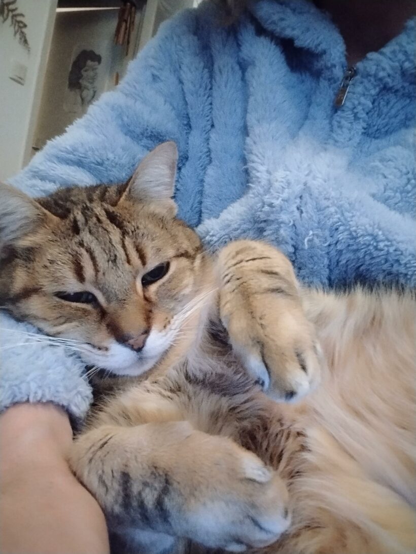 POMPONNETTE POMPONNETTE