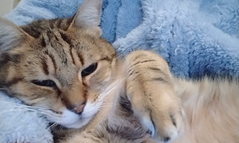 POMPONNETTE est réservée POMPONNETTE est réservée