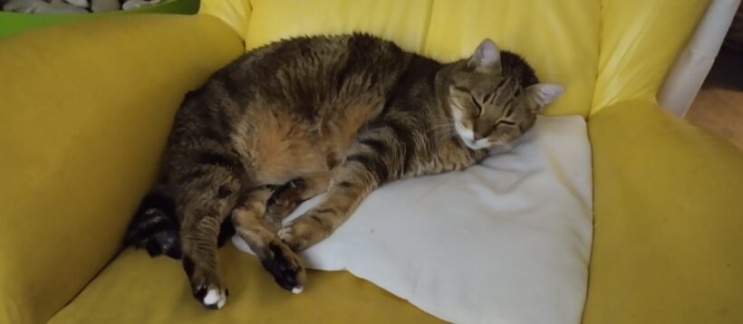 POMPONNETTE POMPONNETTE