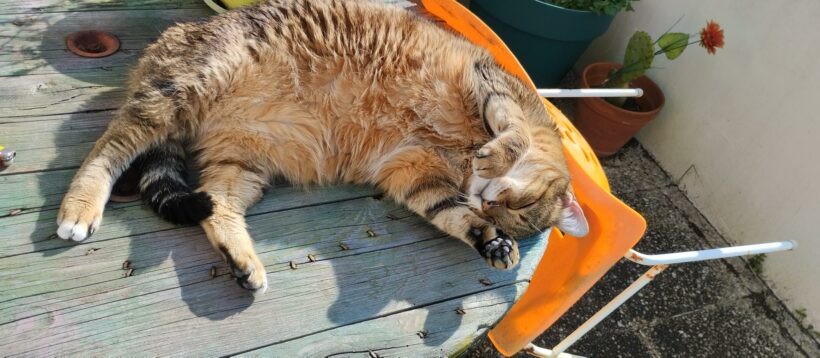 POMPONNETTE POMPONNETTE