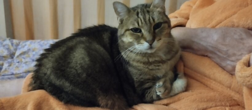 POMPONNETTE POMPONNETTE