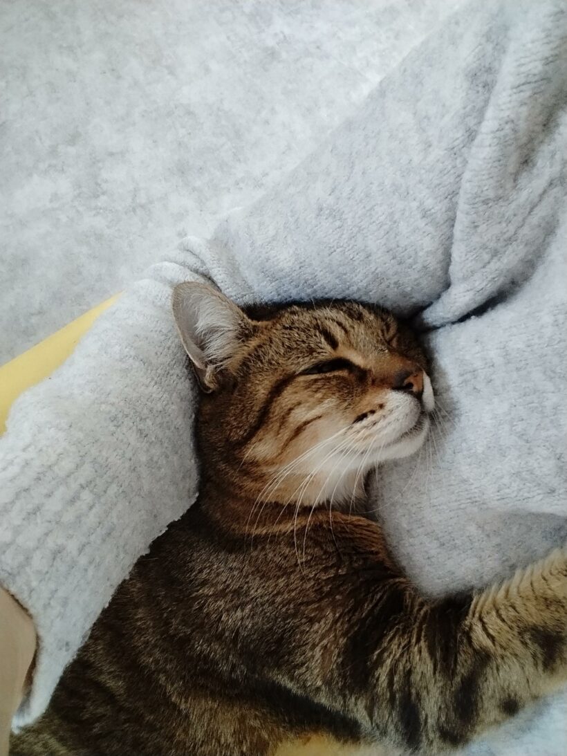 POMPONNETTE POMPONNETTE