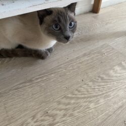 JASMINE