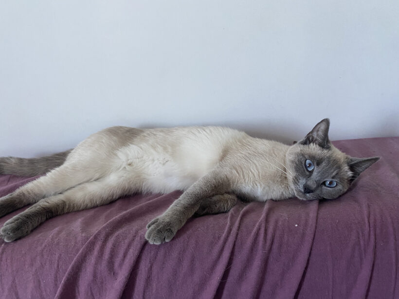JASMINE
