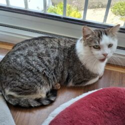 LEO